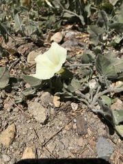 Calystegia malacophylla