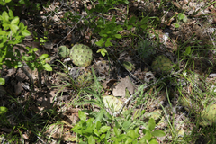 Opuntia cespitosa