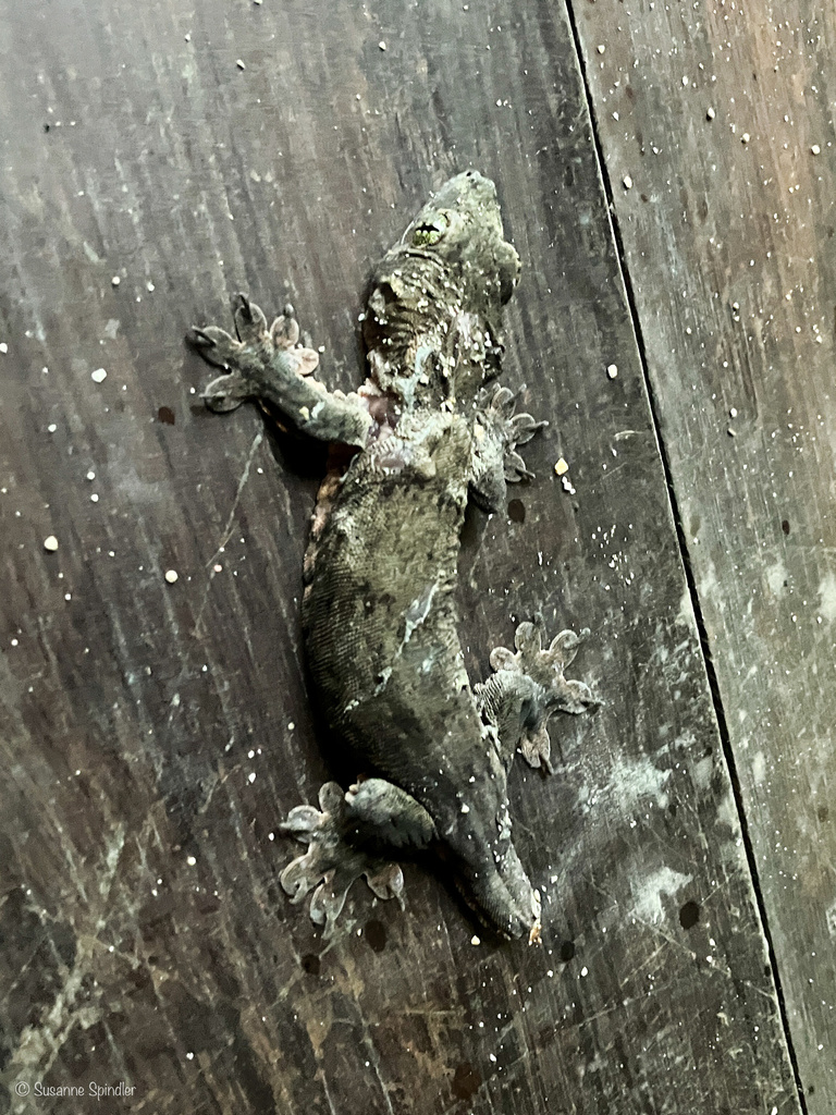 Ternate Dtella (Gehyra marginata)