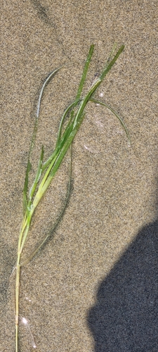 Image of Zostera muelleri by (c) Squid Wizard, some rights reserved (CC BY)