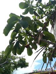 Pseudobombax ellipticum