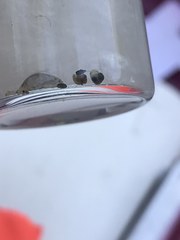 Pyrgulopsis