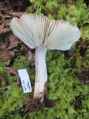 Russula consobrina