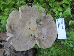 Russula consobrina