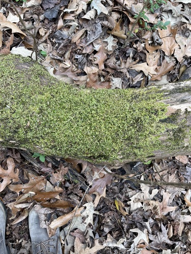 Image of Entodon seductrix by (c) The Striped Gnome, some rights reserved (CC BY)