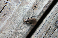 Carabus maeander