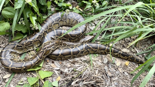 Burmese Python