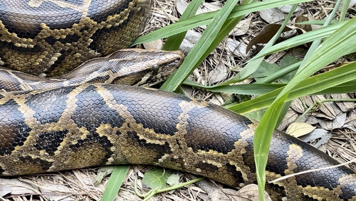 Burmese Python