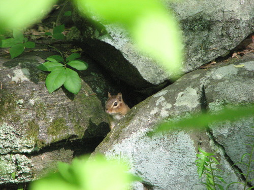 Eastern Chipmunk photographed in Delaware