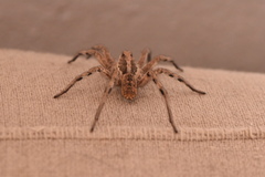 Lycosa hispanica