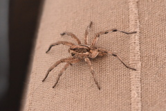 Lycosa hispanica