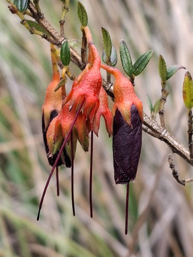 Brachyotum jamesonii
