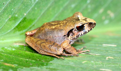 Craugastor laticeps