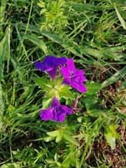 Ruellia lactea