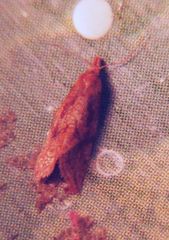 Sparganothis sulfureana