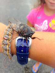 Megatibicen resonans