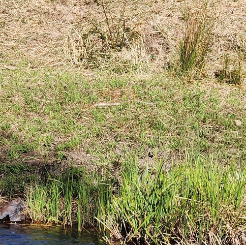 Tiger Snake sighting