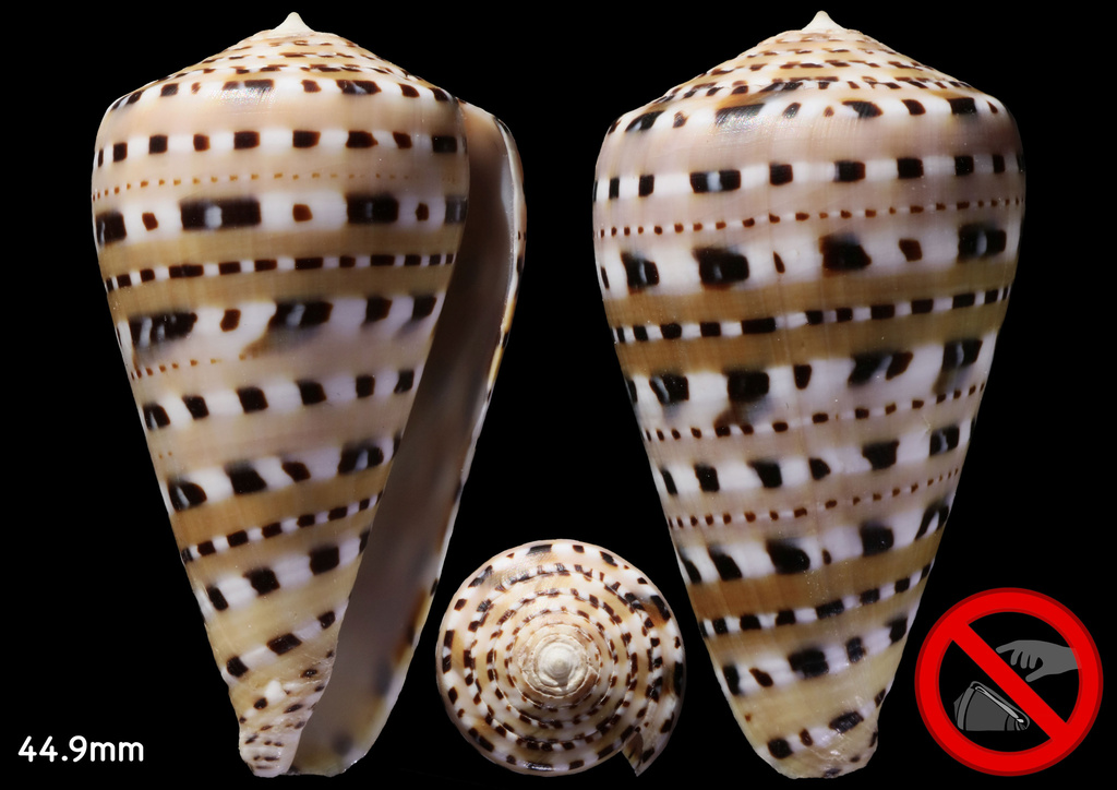 garter cone