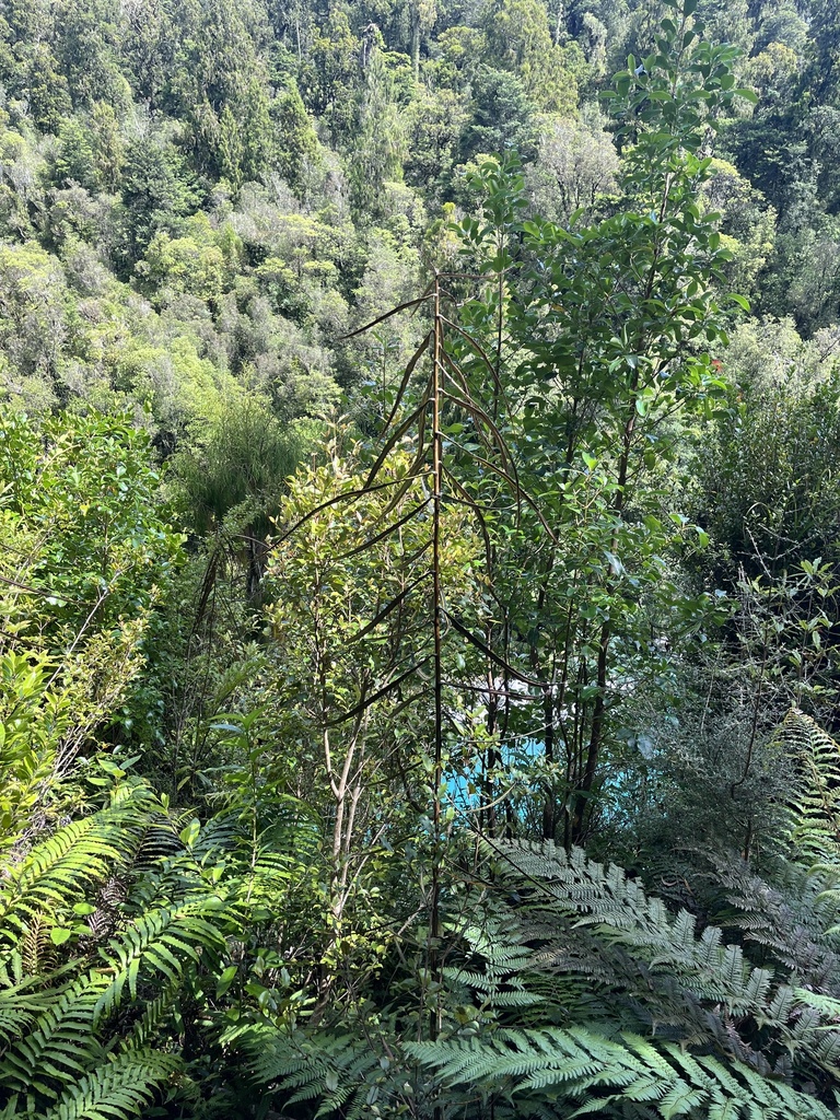 Foto de Lancewood
