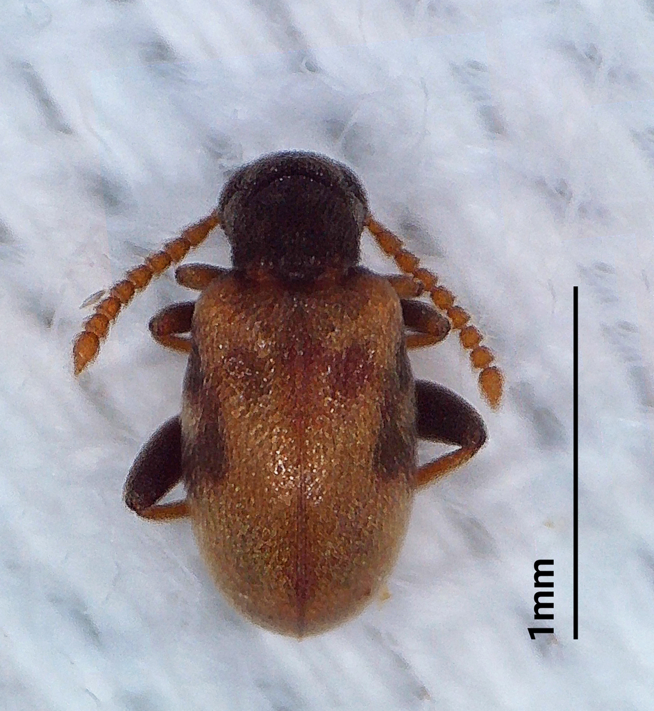 Aderus brunnipennis