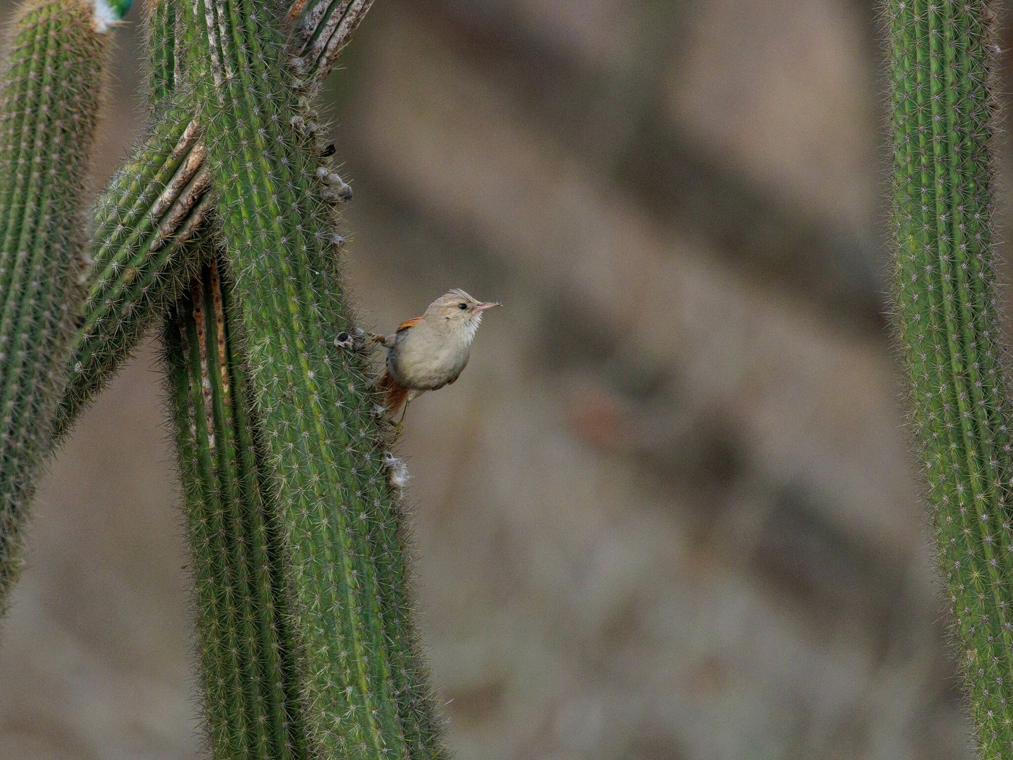 Grey-headed Spinetail (Cranioleuca semicinerea), photo 8
