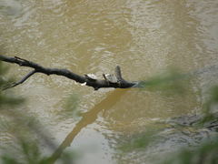 Graptemys sabinensis
