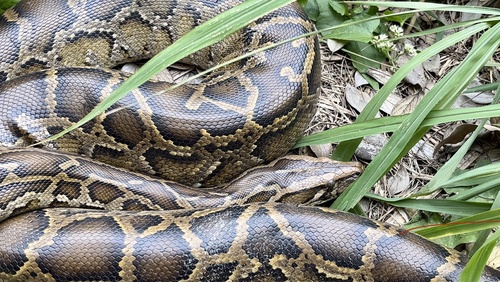 Burmese Python