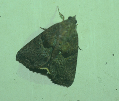 Odontodes