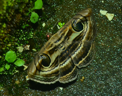 Spirama