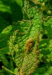 Ophraella notata