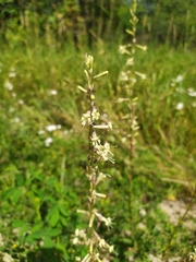 Silene tatarica