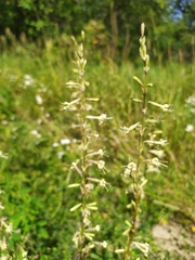 Silene tatarica