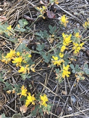 Acmispon argophyllus