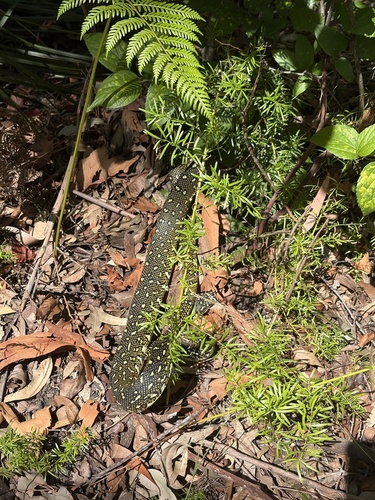 Diamond Python sighting