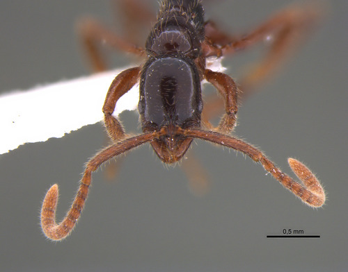南方细颚猛蚁Leptogenys australis