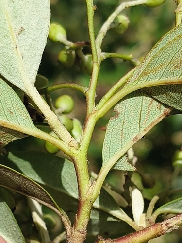 Foto de Cotoneaster