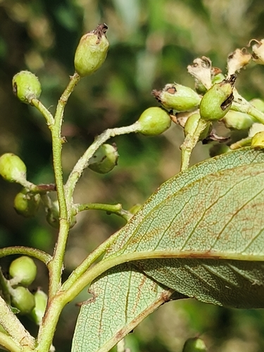 Foto de Cotoneaster