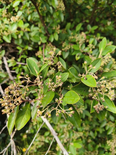 Foto de Cotoneaster