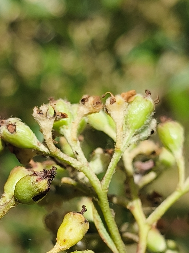 Foto de Cotoneaster