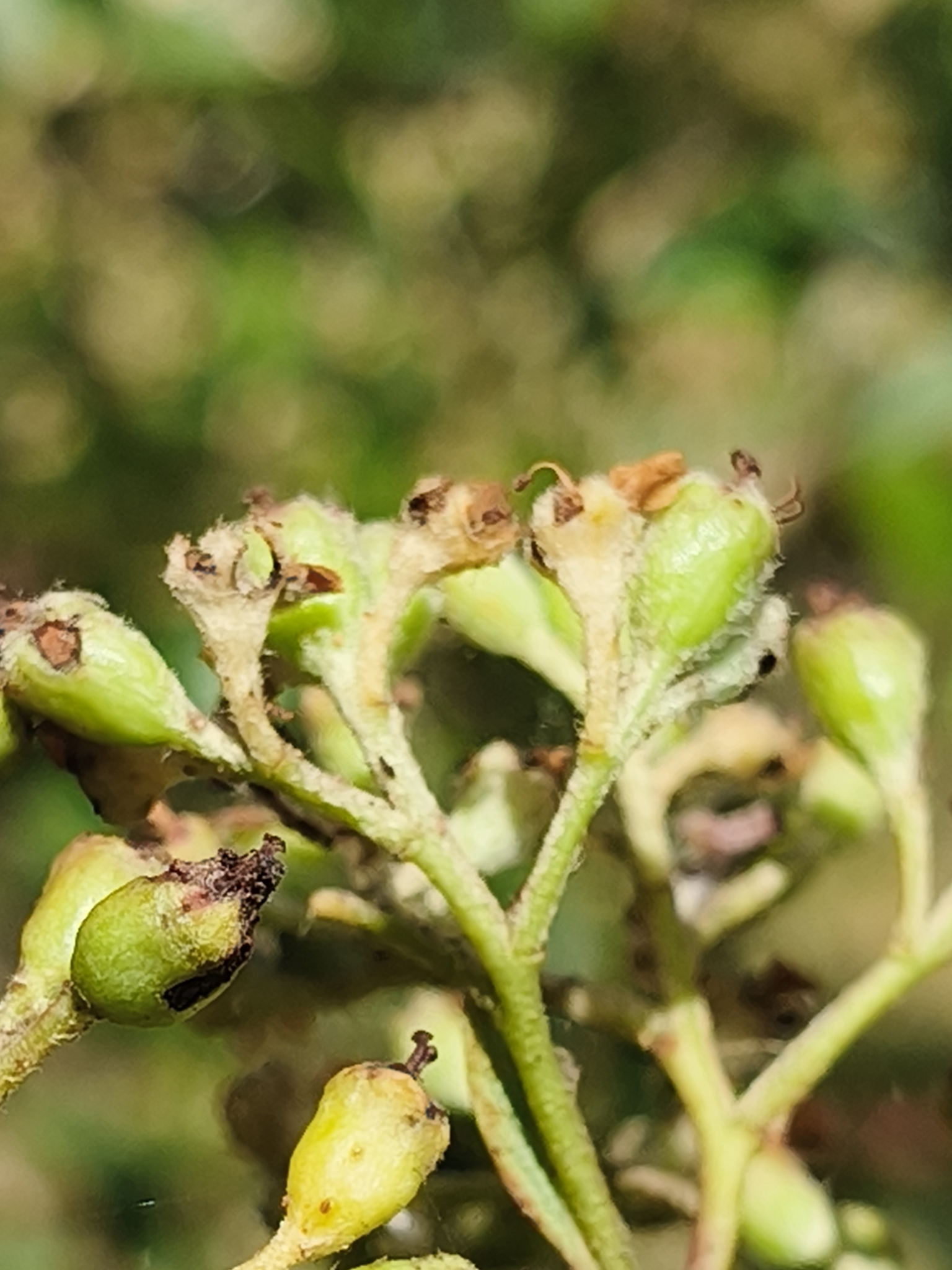 Imagem de Cotoneaster