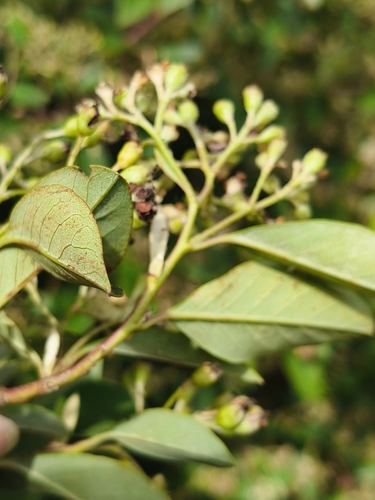 Foto de Cotoneaster