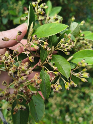 Foto de Cotoneaster