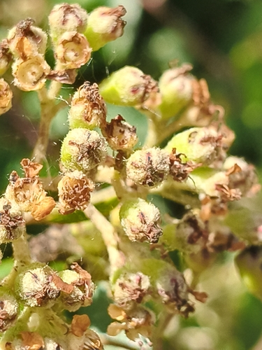 Foto de Cotoneaster