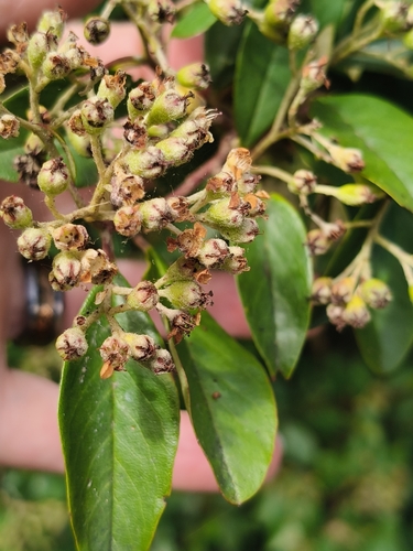Foto de Cotoneaster