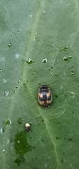 Nephus quadrimaculatus