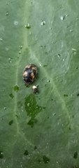 Nephus quadrimaculatus