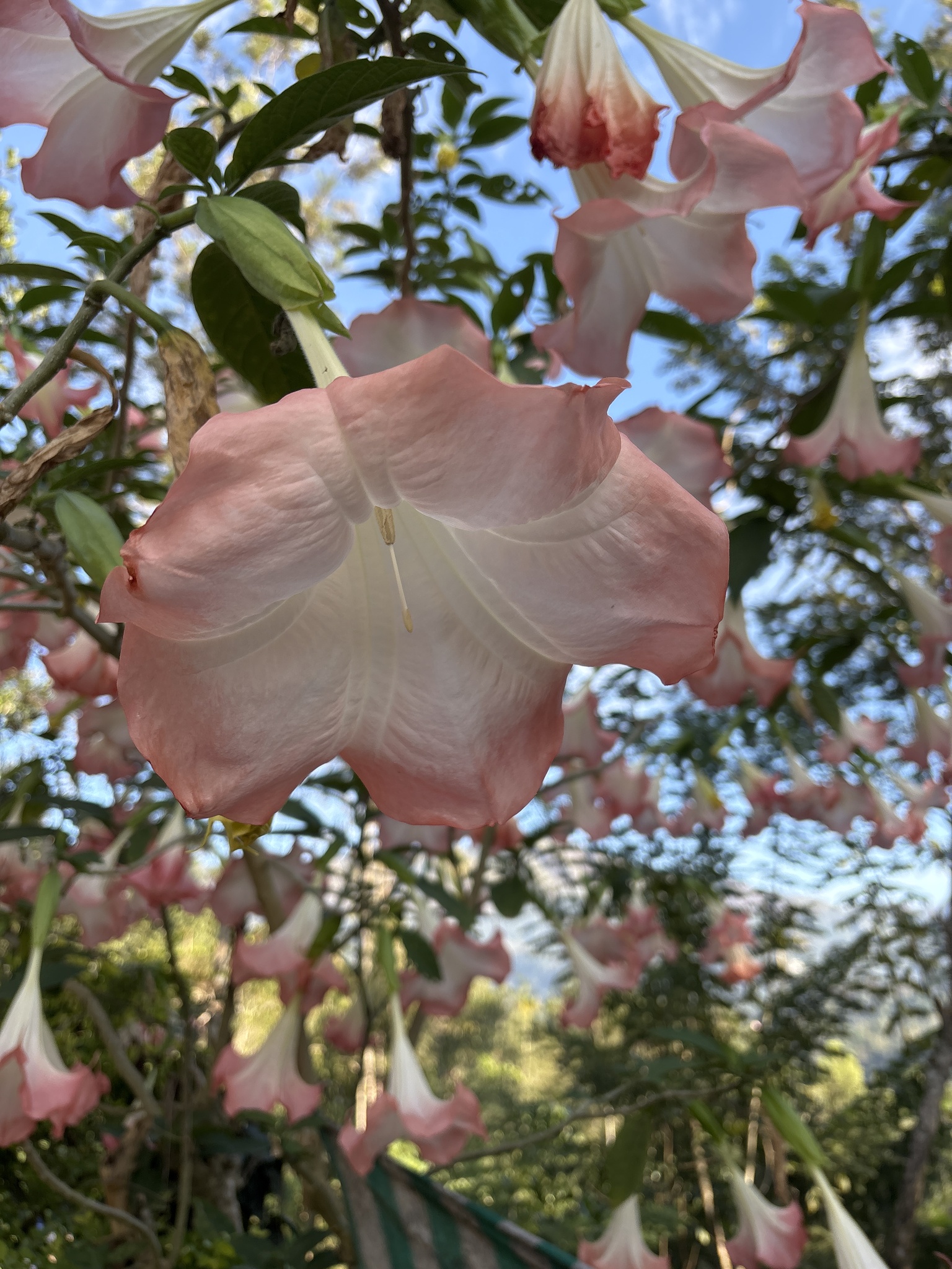 Imagem de Trombeta-de-anjo
