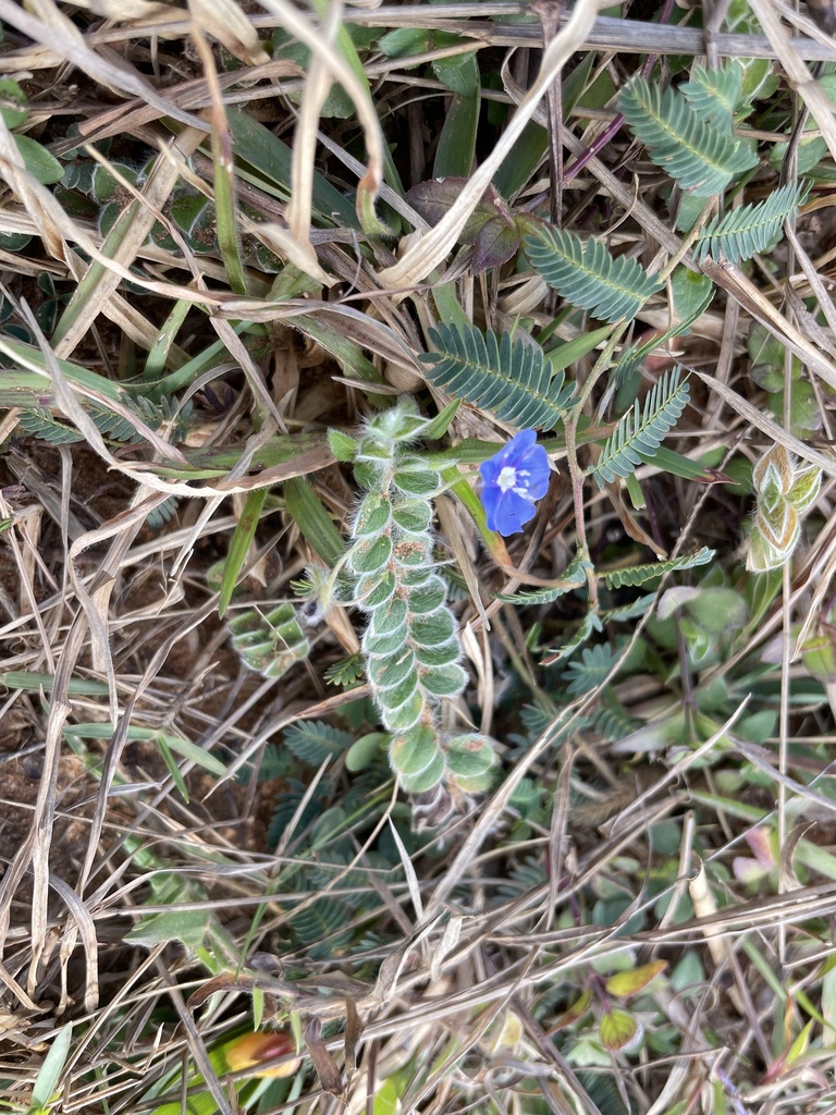 Foto de Sete-sangrias