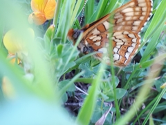 Euphydryas cynthia