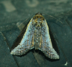 Lophoptera